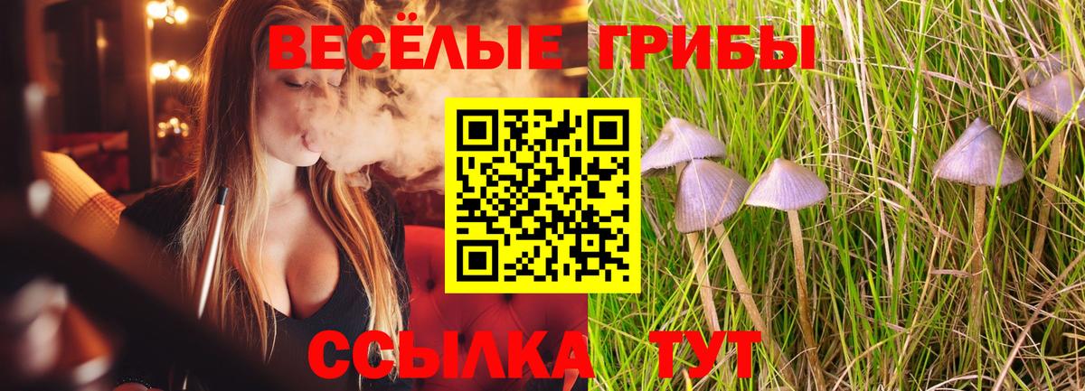 Псилоцибиновые грибы Cubensis Курчалой